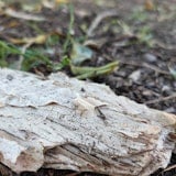 Close-up of paperbark Close-up of paperbark