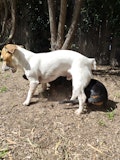 Double the dog, double the fun