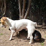 Double the dog, double the fun Double the dog, double the fun