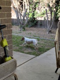 Dog in motion