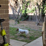 Dog in motion Dog in motion