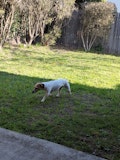 Outside dogs