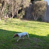 Outside dogs Outside dogs