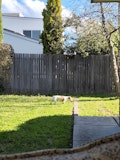 Dog outside