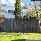 Dog outside Dog outside