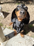 Dog closeup