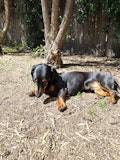 Dog outdoors