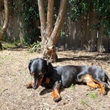 Dog outdoors Dog outdoors