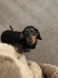 Shaky dog