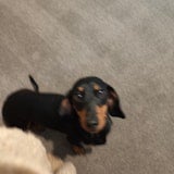 Shaky dog Shaky dog