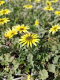 Close-up of flowers