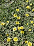 Sunflowers continued