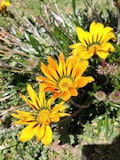 More sunflowers