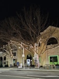 Trees with fairy lights