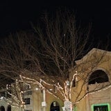 Trees with fairy lights Trees with fairy lights