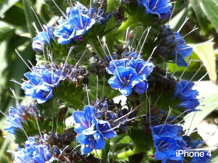 flower-1-iphone-4-100percent