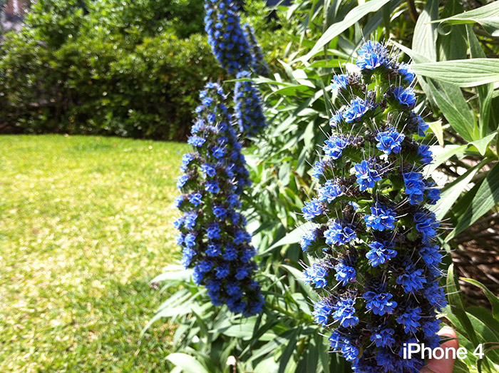 flower-1-iphone-4