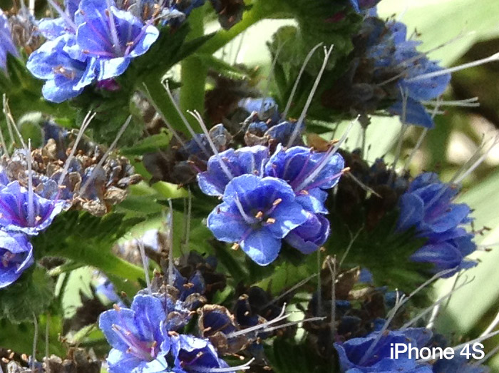 flower-1-iphone-4s-100percent