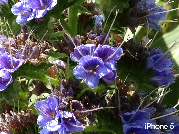 flower-1-iphone-5-100percent