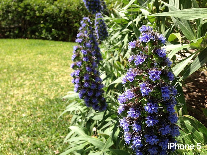 flower-1-iphone-5